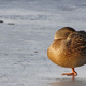 Illustration for article titled Disembodied duck feet helped Darwin make the case for evolution